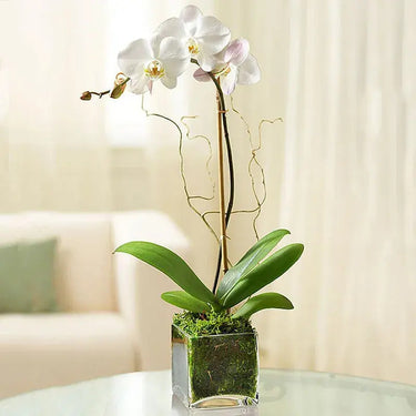 Phalaenopsis Orchid Plant - Single Stem Orchid Displayed in a Square Vase